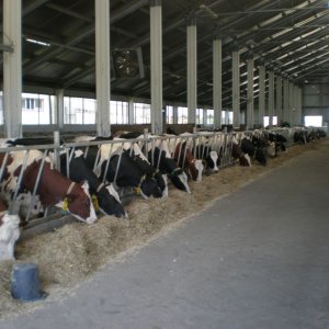 тваринницькі ферми